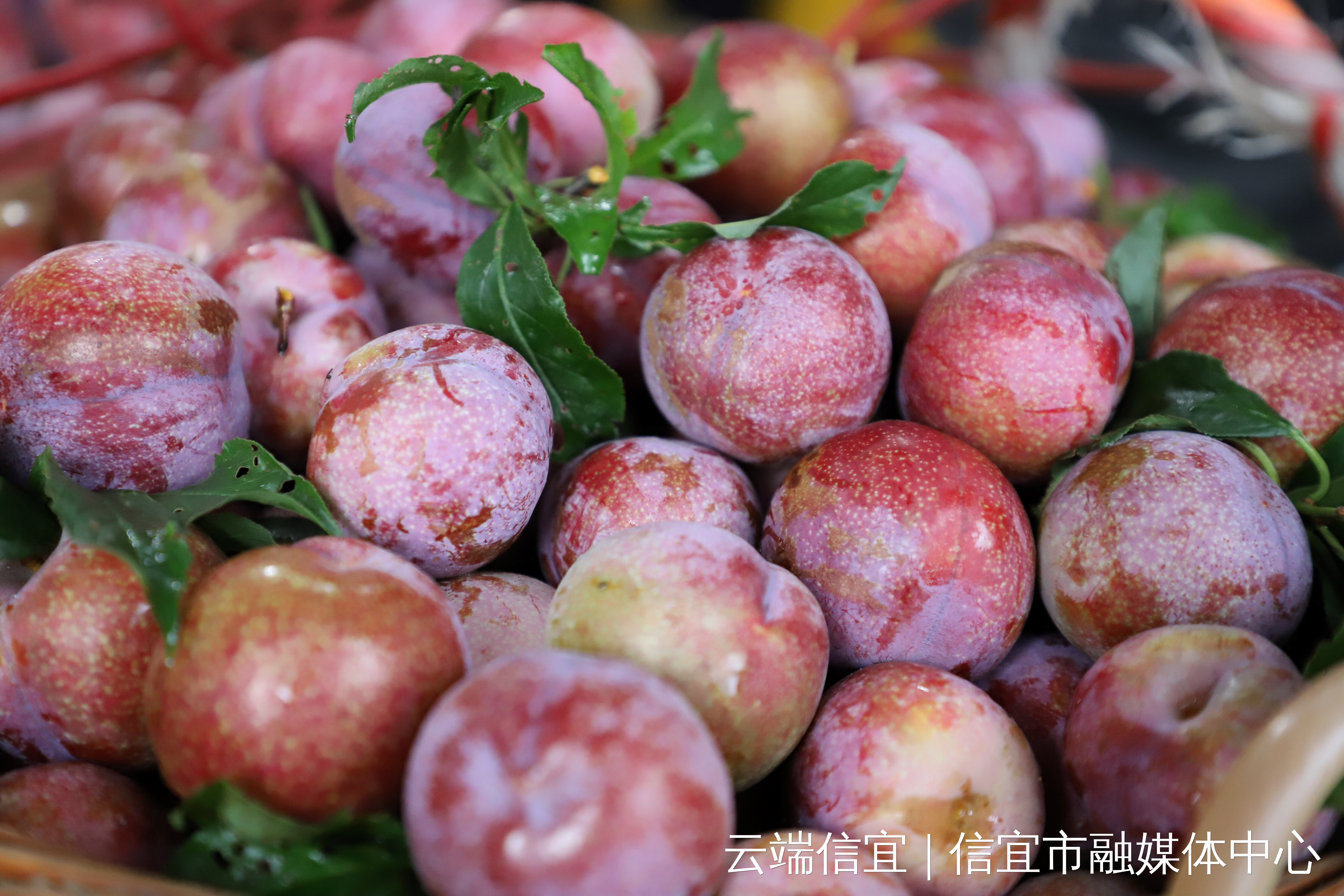 如诗如画！“530享李季”期间 我市各景区景点备受游客青睐.wps_4