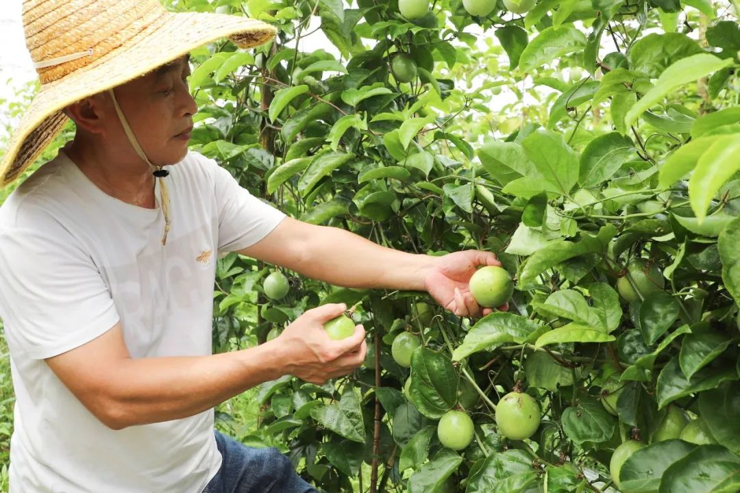 大水坡村百香果种植基地：百香果+南姜，丰收上市