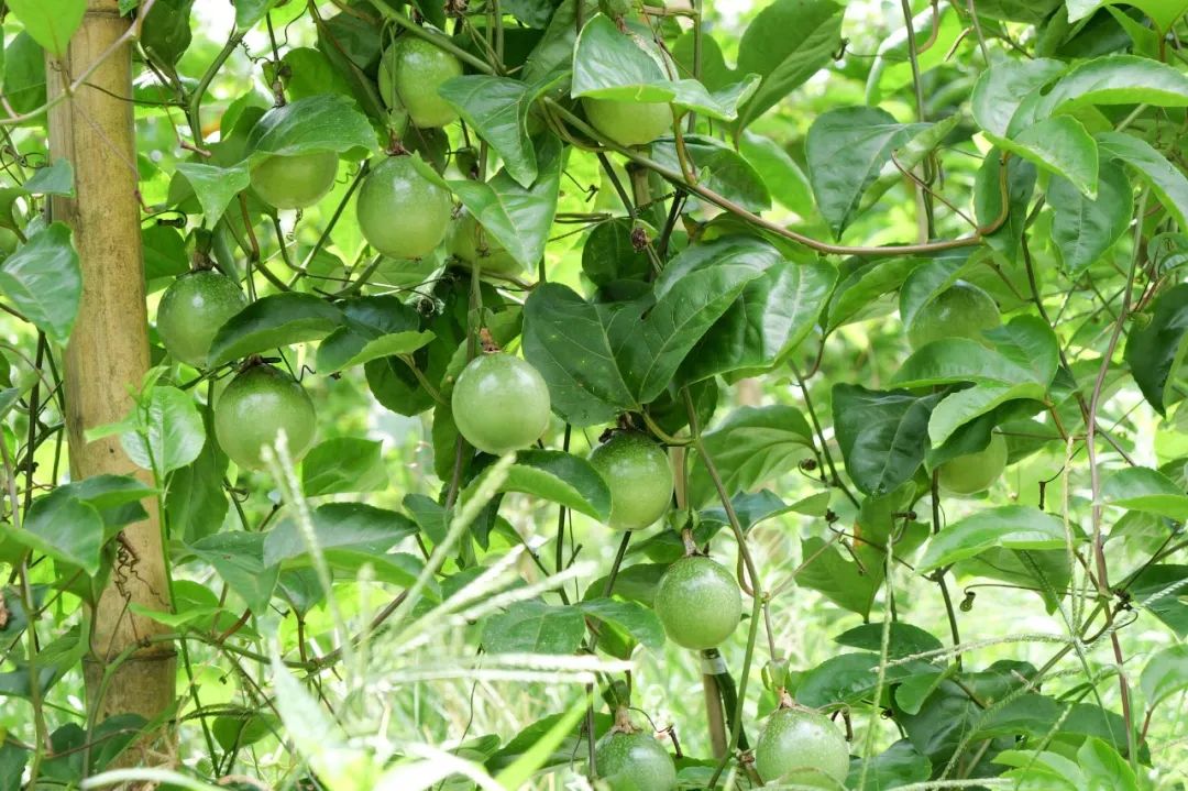 大水坡村百香果种植基地：百香果+南姜，丰收上市