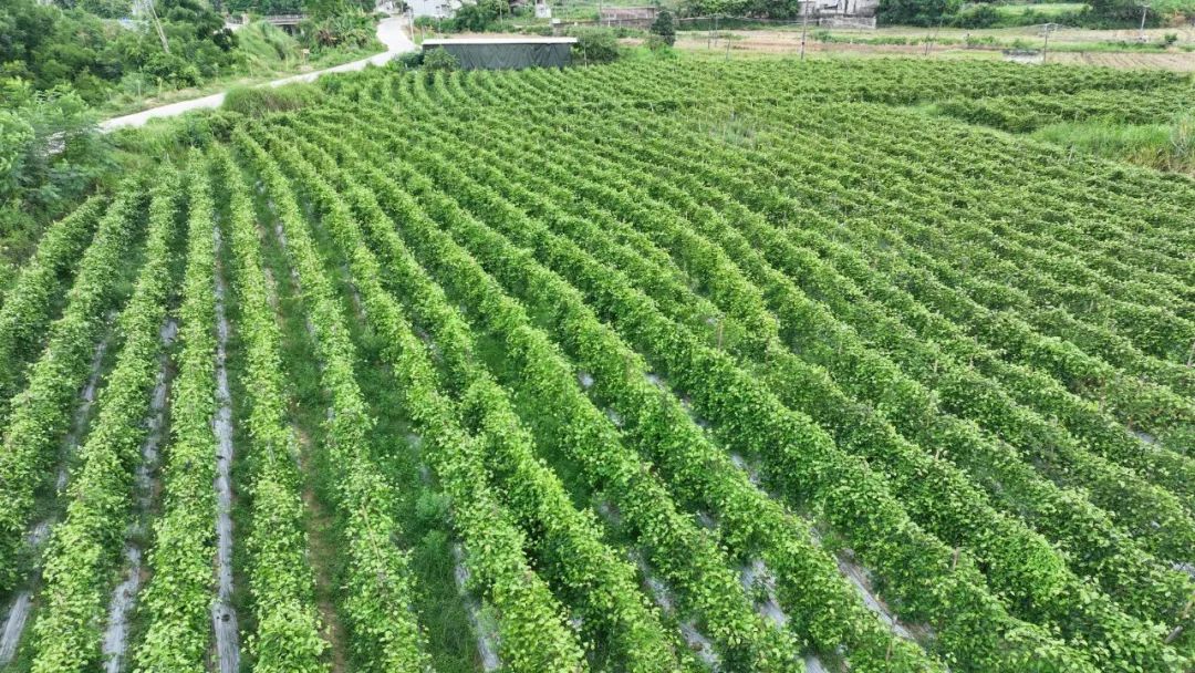 大水坡村百香果种植基地：百香果+南姜，丰收上市