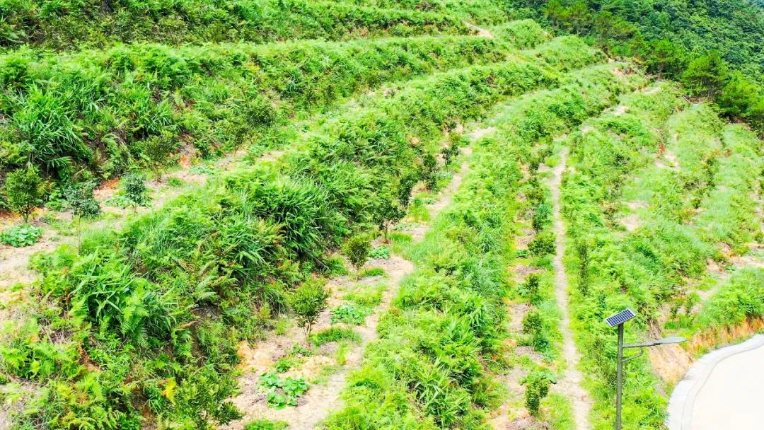 贵子秋风根村：打造澳洲坚果种植基地