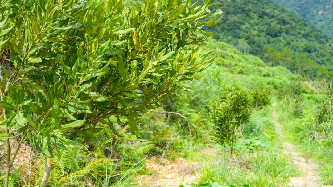 贵子秋风根村：打造澳洲坚果种植基地