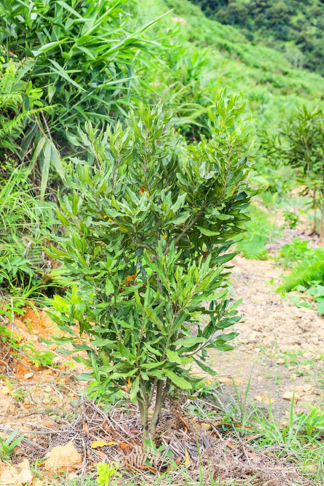 贵子秋风根村：打造澳洲坚果种植基地