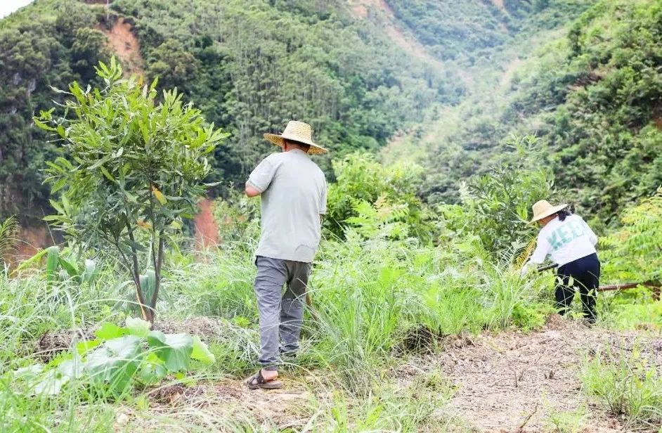 贵子秋风根村：打造澳洲坚果种植基地