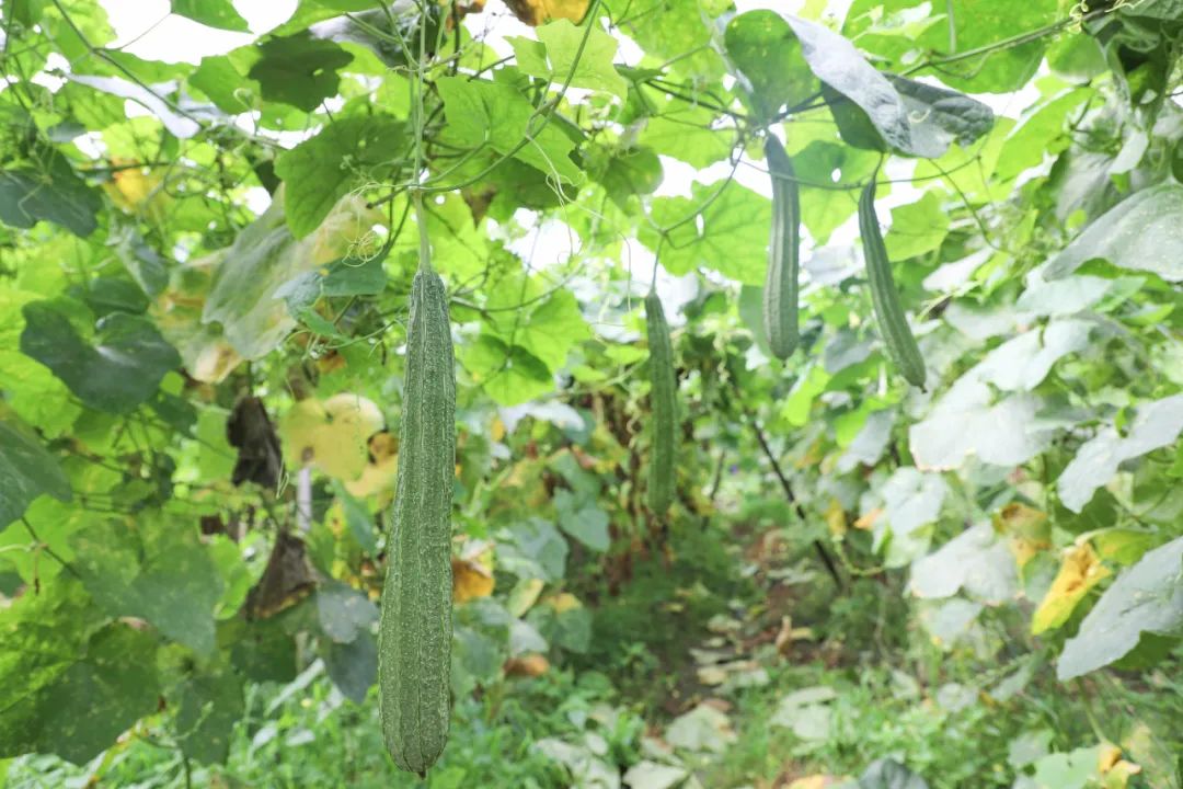 思贺镇木瓜村的玉丝瓜进入丰收期