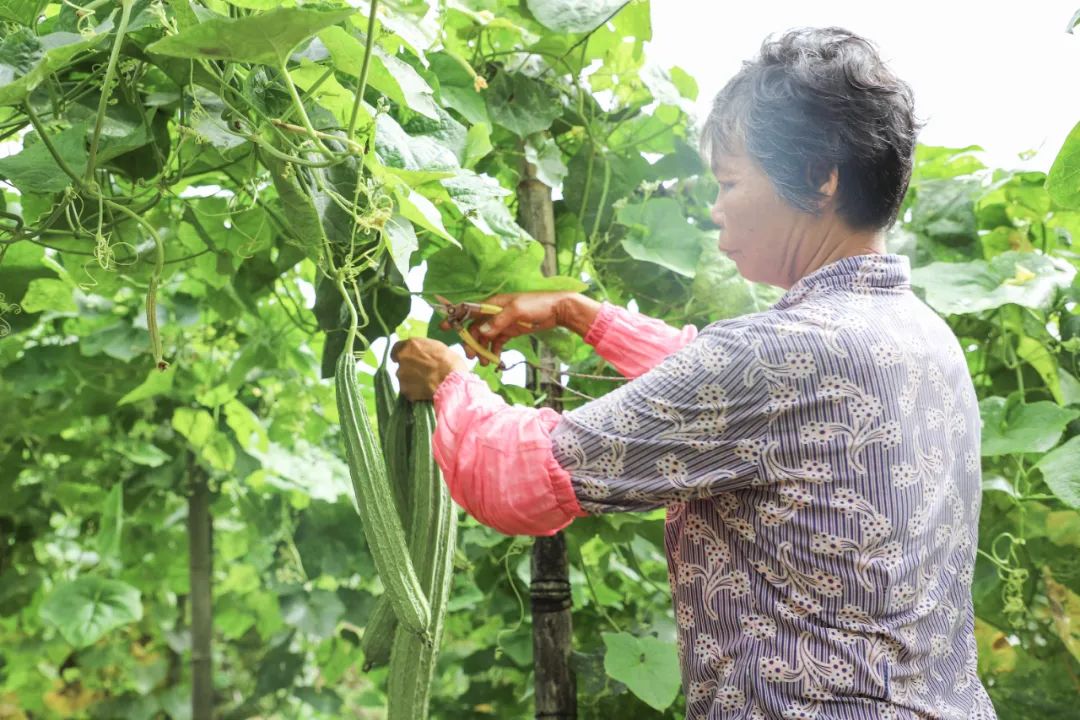 思贺镇木瓜村的玉丝瓜进入丰收期