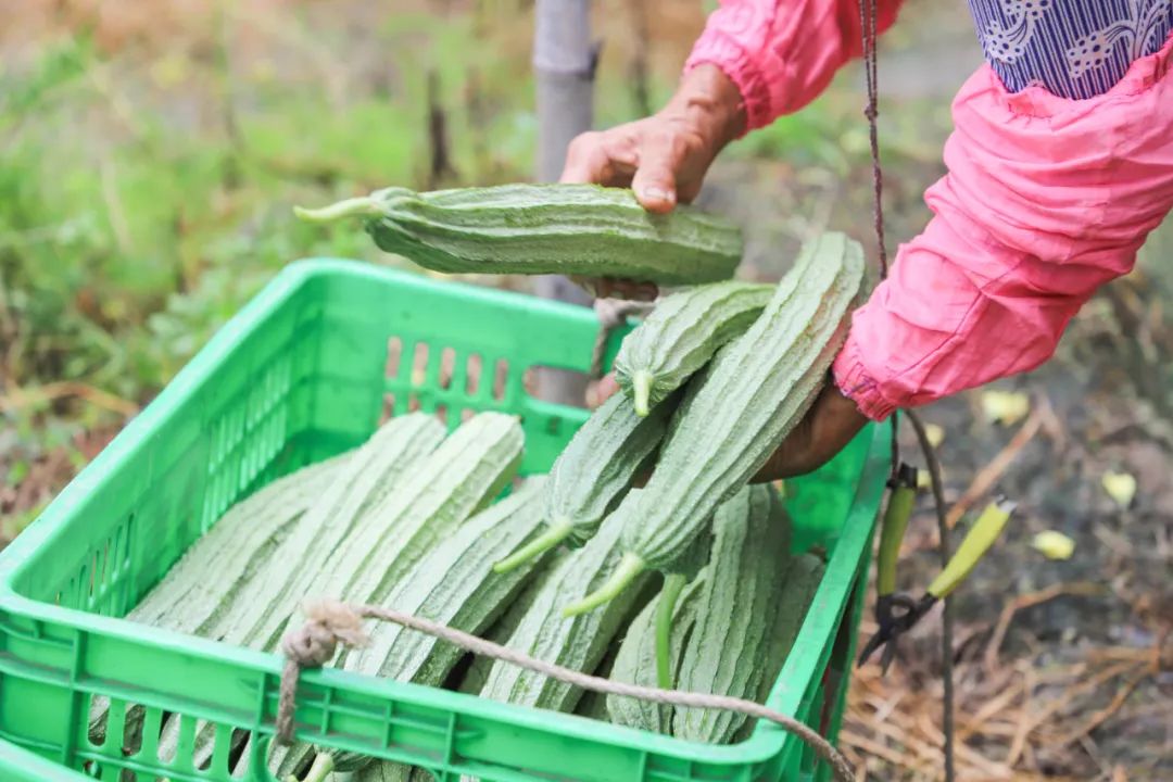 思贺镇木瓜村的玉丝瓜进入丰收期